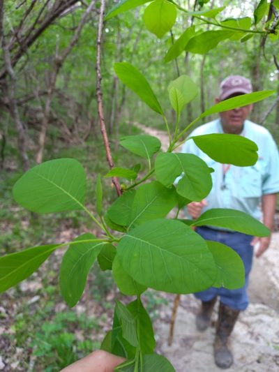 Cotinus obovatus, photographed by Scott Ward
