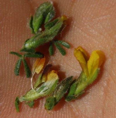 Melolobium microphyllum, photographed by Tony Rebelo