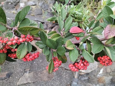 Cotoneaster coriaceus, photographed by naturewatchwidow