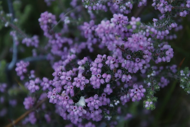 Erica parviflora, photographed by Tony Rebelo