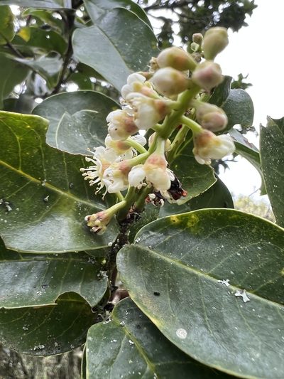 Prunus buxifolia, photographed by Nicolás Baresch Uribe