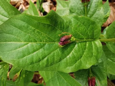 Lonicera alpigena, photographed by Larissa Schatz