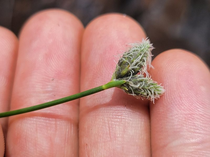 Fuirena scirpoidea, photographed by Theo Summer