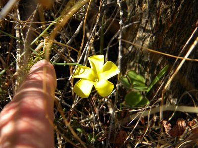Oxalis luteola, photographed by Tim Kirsten