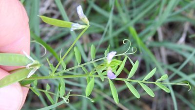 Vicia ludoviciana, photographed by saltyhiker