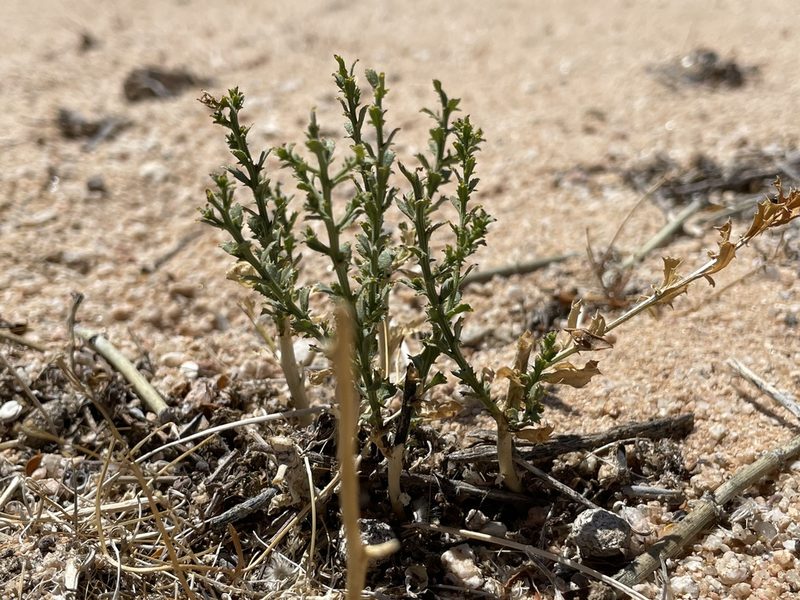 Adenophyllum cooperi, photographed by Bobby McCabe
