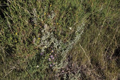 Stachys cuneata, photographed by Tony Rebelo