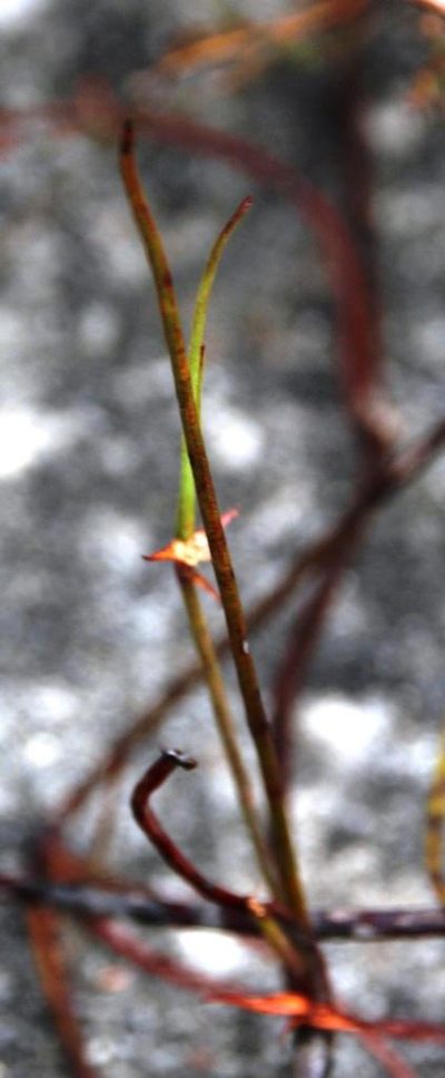 Centella restioides, photographed by Tony Rebelo