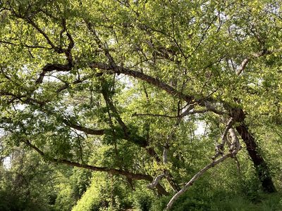 Betula nigra, photographed by Tanya Riseman