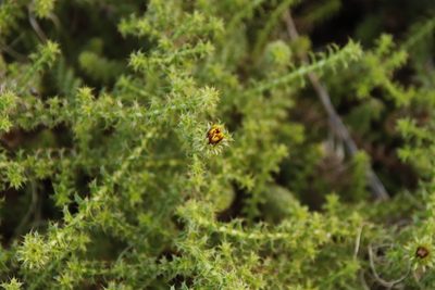 Cullumia setosa, photographed by Tony Rebelo
