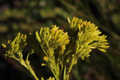 Senecio bipinnatus, photographed by Tony Rebelo