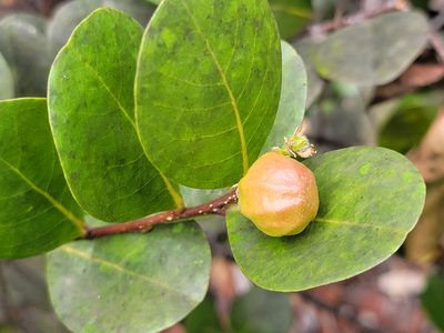 Chrysobalanus icaco, photographed by Theo Summer
