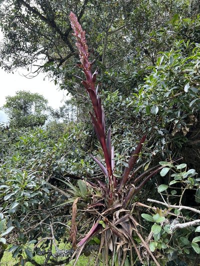 Tillandsia pastensis, photographed by Nicolás Baresch Uribe