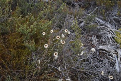 Edmondia sesamoides, photographed by Tony Rebelo