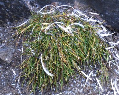 Deschampsia antarctica, photographed by Hugo Hulsberg
