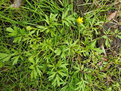 Ranunculus fascicularis, photographed by Andrea Wallace