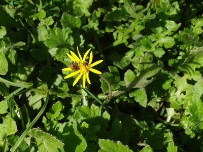 Arctotheca prostrata, photographed by Shaun Swanepoel