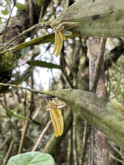 Pleurothallopsis striata, photographed by Nicolás Baresch Uribe