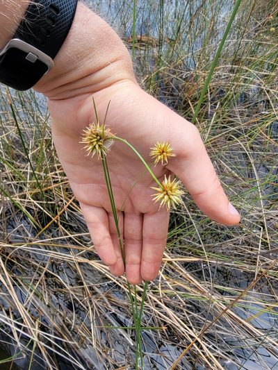 Rhynchospora tracyi, photographed by Theo Summer
