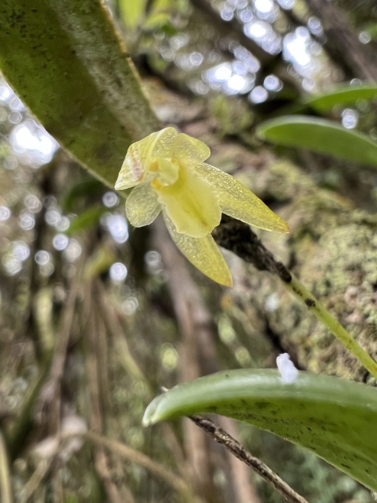Pleurothallopsis powersii, photographed by Nicolás Baresch Uribe