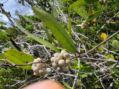 Smilax laurifolia, photographed by Theo Summer