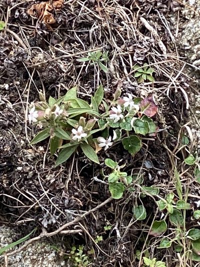 Silene verecunda, photographed by Rebecca Johnson