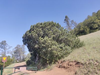 Juniperus californica, photographed by Alexander Wentworth