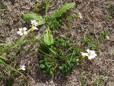 Oxalis caprina, photographed by Shaun Swanepoel