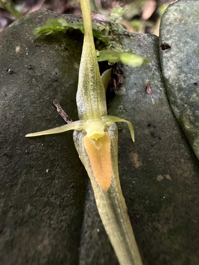 Pleurothallis microcardia, photographed by Nicolás Baresch Uribe