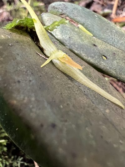 Pleurothallis microcardia, photographed by Nicolás Baresch Uribe