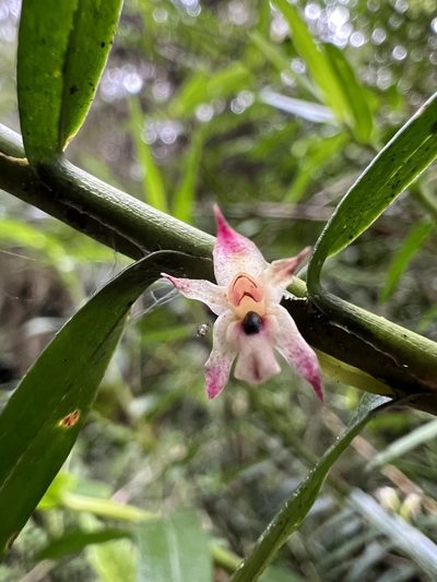 Maxillaria graminifolia, photographed by Nicolás Baresch Uribe
