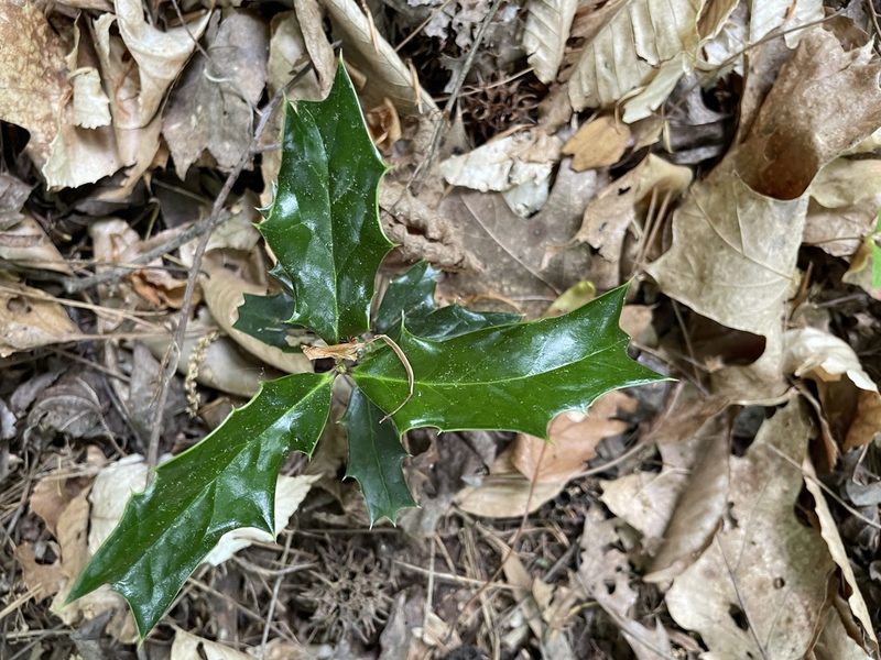 Ilex cornuta, photographed by Eli Dickerson