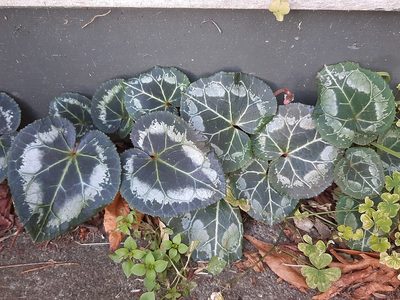 Cyclamen persicum, photographed by Emily Roberts