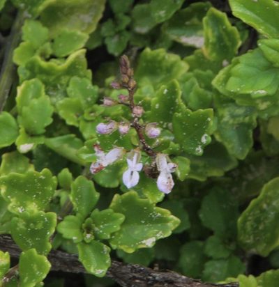 Plectranthus lucidus, photographed by Tony Rebelo