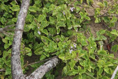 Plectranthus lucidus, photographed by Tony Rebelo