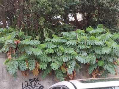 Melianthus major, photographed by naturewatchwidow