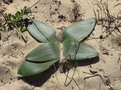 Brunsvigia orientalis, photographed by Shaun Swanepoel