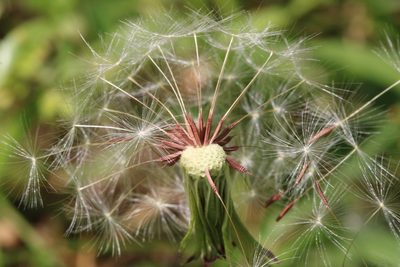Taraxacum erythrospermum, photographed by Adrienne van den Beemt