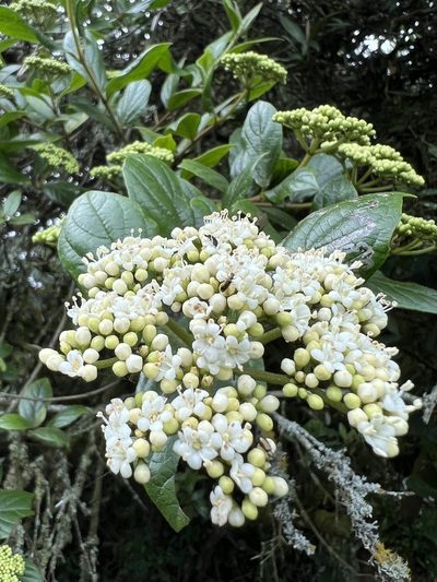 Viburnum tinoides, photographed by Nicolás Baresch Uribe