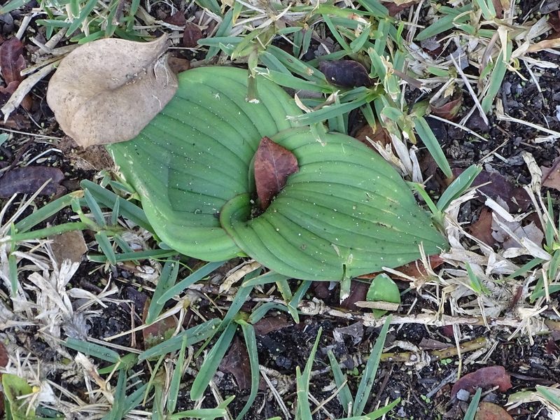 Massonia longipes, photographed by Shaun Swanepoel