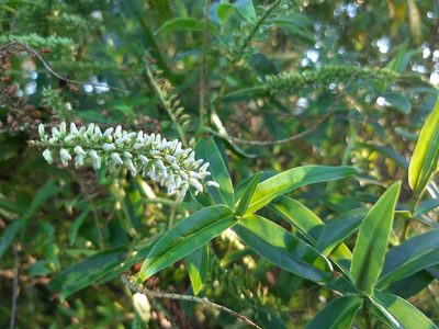 Veronica stricta, photographed by Emily Roberts