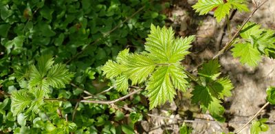 Rubus ulmifolius, photographed by Christina Moresi