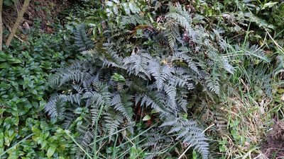 Polystichum oculatum, photographed by Svend Hansen