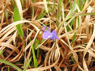 Viola sagittata, photographed by Yann Kemper