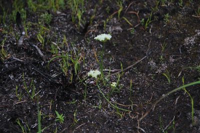 Itasina filifolia, photographed by Tony Rebelo