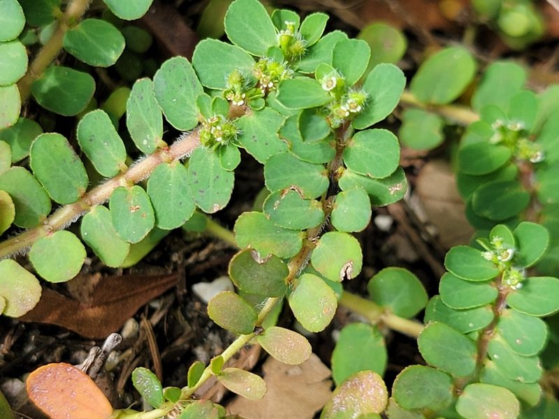 Euphorbia mendezii, photographed by Theo Summer