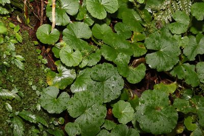 Hydrocotyle pedicellosa, photographed by Greg Tasney