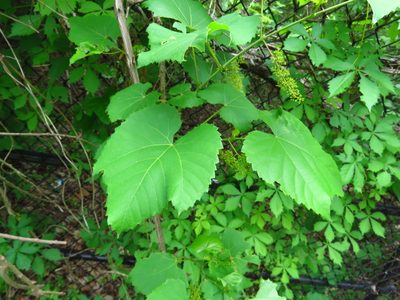 Ampelopsis cordata, photographed by Annika Lindqvist