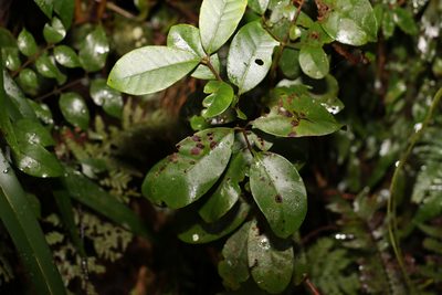Lenwebbia prominens, photographed by Greg Tasney