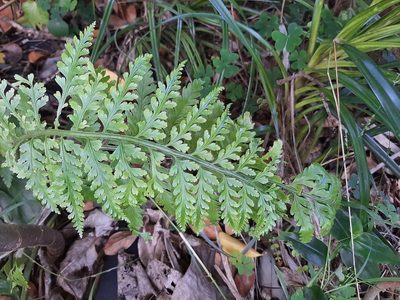 Asplenium bulbiferum, photographed by Emily Roberts